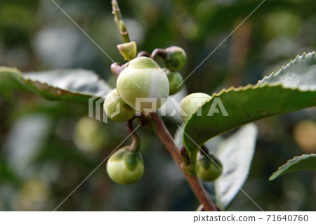 Tea flower bud Tea flower bud 71640760
