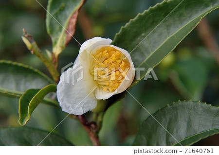 Tea flower Tea flower 71640761