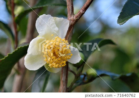 茶花 71640762