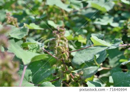 Fruit of the lion 71640994