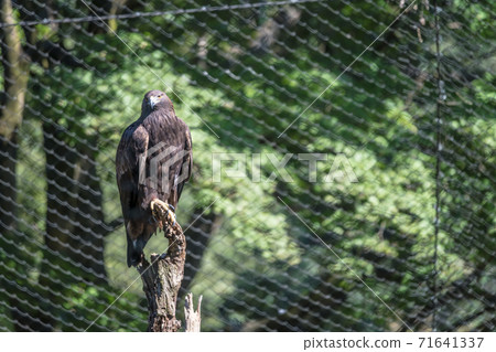 [多摩動物園的犬洗] 71641337