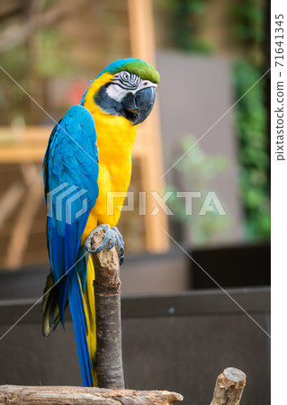 [多彩的多摩動物公園裡的Rurikongoinko] 71641345