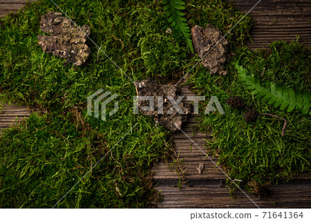 Mosses, oak leaves and tree bark Mosses, oak leaves and tree bark 71641364