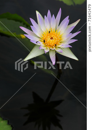 Water lily 71641479