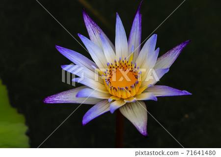 Water lily 71641480