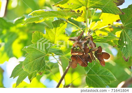 Autumn Acer diabolicum Autumn Acer diabolicum 71641804