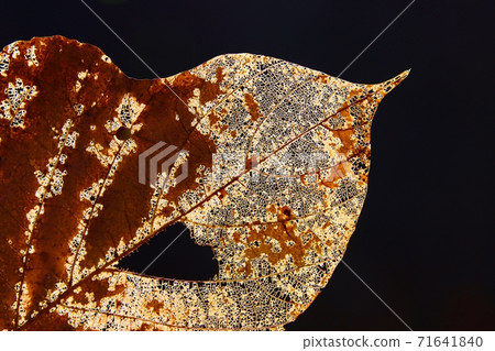 Worm-eaten autumn arrowroot leaves 71641840