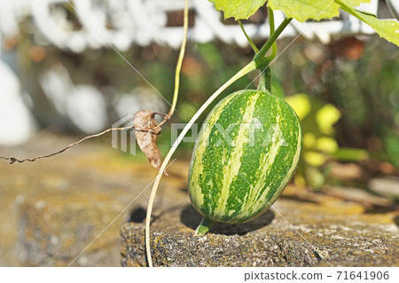 花椰菜的果實 花椰菜的果實 71641906