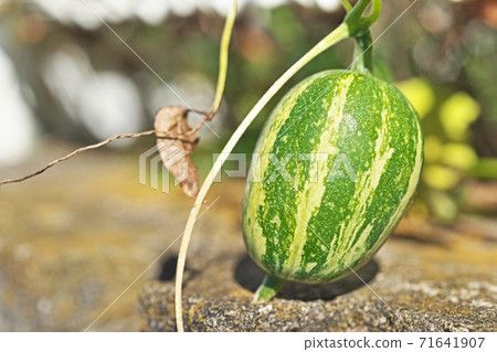 Fruit of cauliflower 71641907