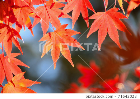 Maple/Autumn Kasumigashiro Park (Fukushima Prefecture Nihonmatsu City) 71642028