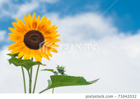 Tall sunflowers on a background cloudy sky 71642032