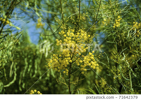 Australian national flower Wattle (Mimosa) 71642379