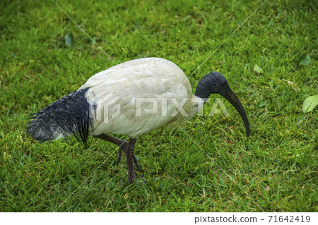 Australian white ibis is called Australian white ibis in English Australian white ibis is called Australian white ibis in English 71642419
