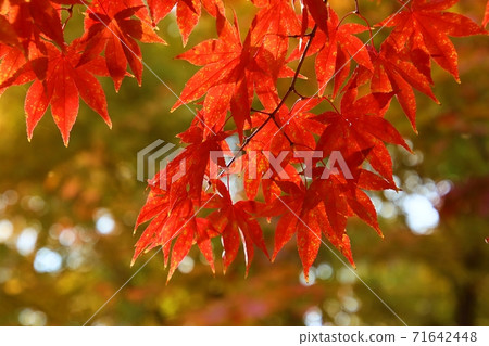 美麗的紅楓葉 71642448