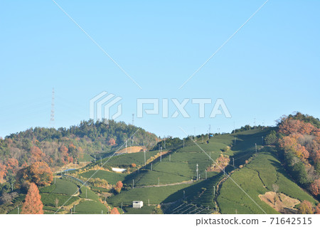 Wazuka Town (Kyoto) Tea plantation Wazuka Town (Kyoto) Tea plantation 71642515