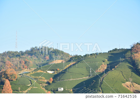 Wazuka Town (Kyoto) Tea plantation 71642516
