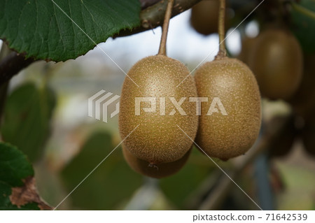 Kiwi fruit Kiwi fruit 71642539