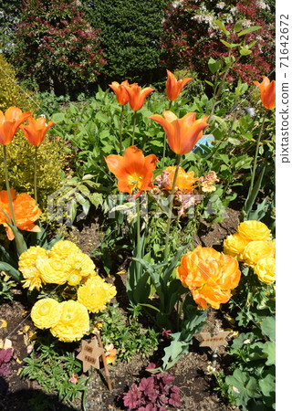 Colorfulness that shines in green 71642672