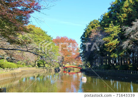 Autumn colors, healing walks, enjoyable autumn leaves scenery 71643339