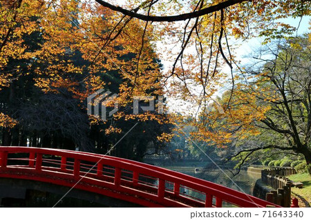 秋天的色彩，悠閒的散步，宜人的秋葉風光 71643340