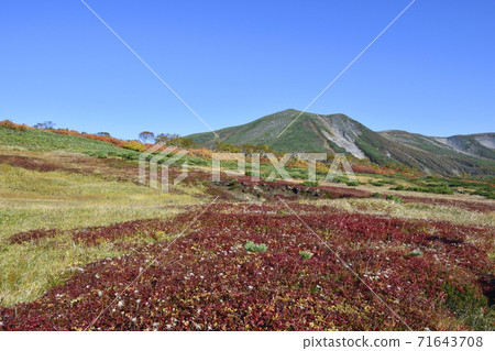 Midori-dake No. 2 Flower Garden in Autumn (Daisetsuzan, Hokkaido) 71643708