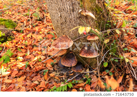 月月竹月月岳殖民地 月月竹月月岳殖民地 71643750