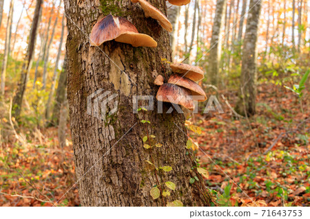 Tsukiyotake Tsukiyodake colony 71643753