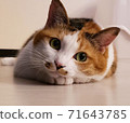 Close-up of a lying calico cat 71643785