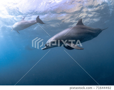 Dolphin dolphin swim swimming in the water Dolphin dolphin swim swimming in the water 71644492