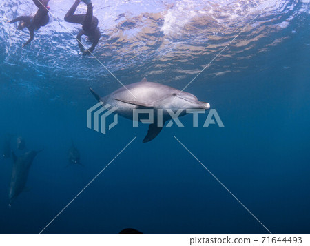 與潛水員一起游泳的海豚 與潛水員一起游泳的海豚 71644493