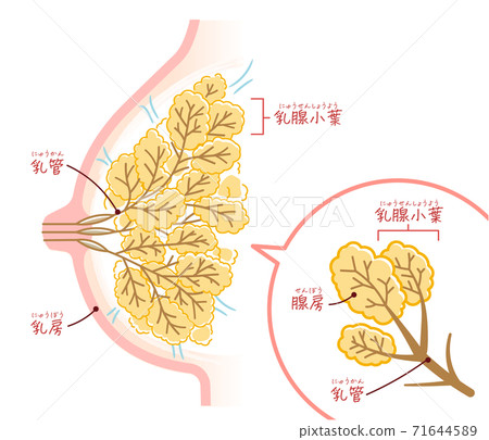 Lactating breast (with text) 71644589