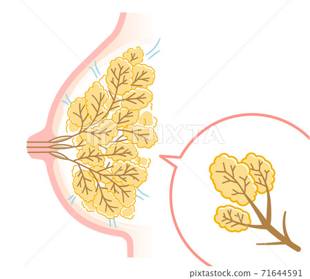 Lactating breast (no text) - Stock Illustration [71644591] - PIXTA