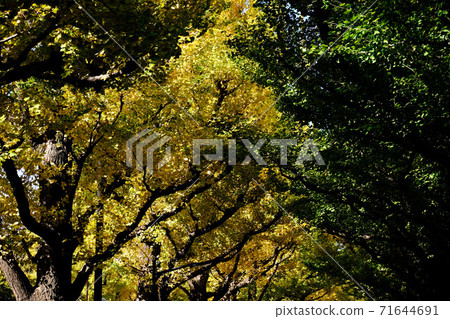 Jingu Gaien / Yellow leaves, landscape of ginkgo trees Jingu Gaien / Yellow leaves, landscape of ginkgo trees 71644691