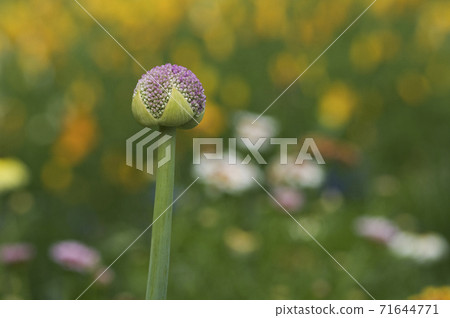 Allium with characteristic dark pink ball-shaped flowers in early summer Allium with characteristic dark pink ball-shaped flowers in early summer 71644771
