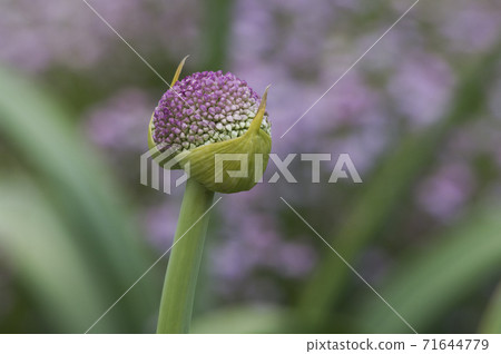 Allium with characteristic dark pink ball-shaped flowers in early summer Allium with characteristic dark pink ball-shaped flowers in early summer 71644779