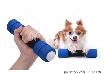 Excercise together with your pet for all healthy life. Excercise together with your pet for all healthy life. 71644783