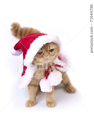 Scottish fold cat wearing red santa greatcoat standing and look down to floor. Scottish fold cat wearing red santa greatcoat standing and look down to floor. 71644786
