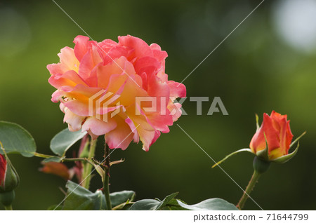 Anne's rose, a symbol of love and peace that changes color after flowering 71644799