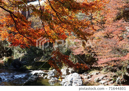 Autumn leaves of Kiyotaki River 71644801