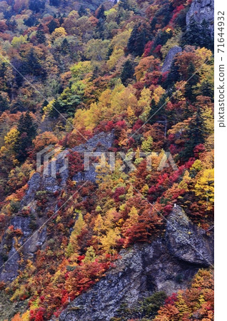 北海道北平峽大壩的秋葉 北海道北平峽大壩的秋葉 71644932