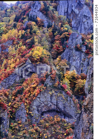 Autumn leaves of Hoheikyo Dam in Hokkaido Autumn leaves of Hoheikyo Dam in Hokkaido 71644934