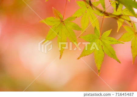 Maple leaves / background blur Maple leaves / background blur 71645487
