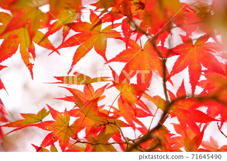 Light cloudy sky background autumn leaves Light cloudy sky background autumn leaves 71645490
