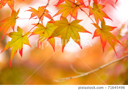 Maple of backlight Maple of backlight 71645496