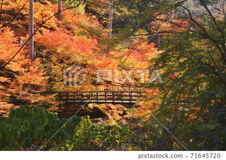 Hojusu in autumn 71645720