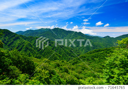 新鮮的綠色Shirakami山 71645765