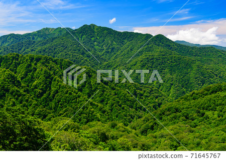 新鮮的綠色Shirakami山 新鮮的綠色Shirakami山 71645767