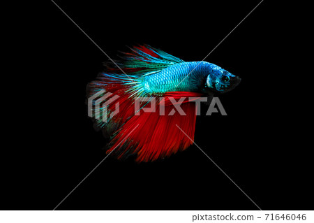 Half moon blue and red betta isolated on black background Half moon blue and red betta isolated on black background 71646046