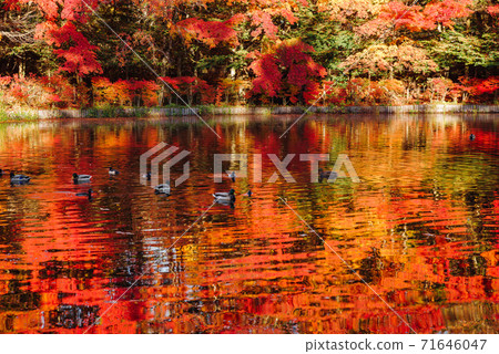 A duck swimming in the autumn leaves reflected in Kumoba Pond, Karuizawa Town, Nagano Prefecture A duck swimming in the autumn leaves reflected in Kumoba Pond, Karuizawa Town, Nagano Prefecture 71646047