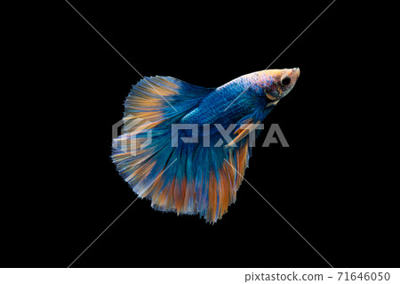 Halfmoon blue and orange betta isolated on black background 71646050